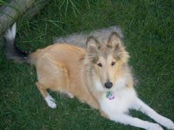 Do not try to make a yard guard out of her – the collie is absolutely not suitable for the ...