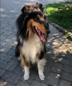In general, collies cannot be called a painful breed, but sometimes these dogs have mutations th ...