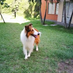 Collie is characterized by all the same diseases as other breeds, and with proper care, long wal ...