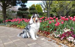 Collie is one of the most famous breeds and perhaps the best family dog. 