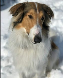 Soft, intelligent, understanding the owner at an intuitive level, reading his mood, being always ...
