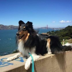 As a representative of a group of shepherd breeds, he considers it his duty to look after the ow ...