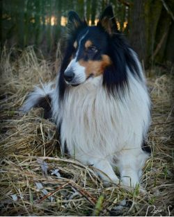 Collie does not tend to walk away from the owner. After all, left without his careful supervisio ...