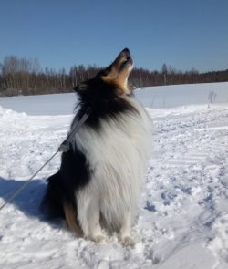 On training grounds, collies, as a rule, quickly overtake all their “classmates”. 