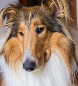 In winter, collies walk well with the owner in any frost as much as the owner wants. 