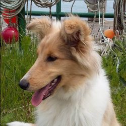 Collie is very plastic in temperament and easily adapts to the lifestyle of its owners, which ca ...