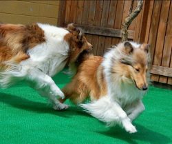 Collie is a dog worthy of trust. Differs in intelligence and calmness, the owner does not expect ...