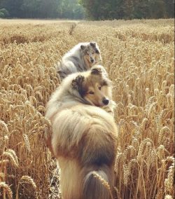 A devoted animal tends to take care of small children. Collie is very friendly with other animals. 