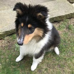 Collie’s dog is beautiful, graceful, and intelligent. Belongs to the species of herding do ...