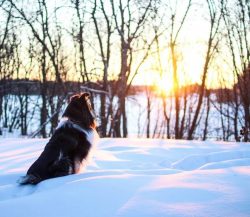 Collie simply loves to be in the center of family attention, is able to protect the owner, repul ...