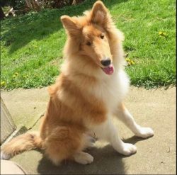 The collie’s appearance in the house will change the life of the family. Comparable to car ...