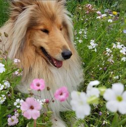 A person takes great responsibility for the actions of a pet. A dog is not a toy, a living creat ...