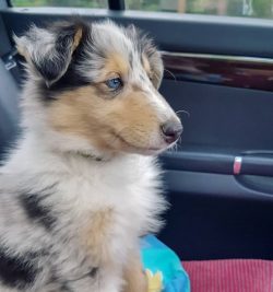 Collie can be taken with you everywhere, the breed is suitable for summer residents or those who ...