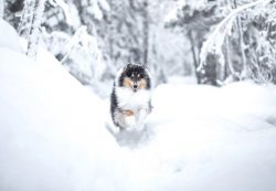 The dog will never run away from home, being confident that his place is next to his family. You ...
