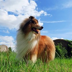 Collie is easy to train, it is not difficult to educate, the dog loves to please the owner. Reme ...