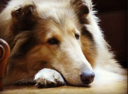 Collie is popular as a guard dog. Their intelligence and protective instinct are valued for serv ...