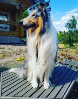 The best guide is a collie dog, surpassing others in its own intelligence. 