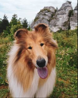 The Collie dog breed is truly legendary. She is grateful for her popularity, among other things, ...