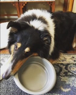 In ancient times, the collie breed guarded herds of sheep, goats, pigs – this function is  ...