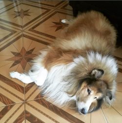 They are large dogs with long, straight hair. The muzzle is elongated, the ears are small, the l ...