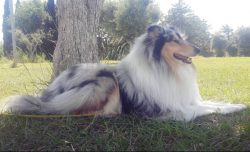 Collie is a dog with a very kind and open character, it is the best friend of children and an in ...
