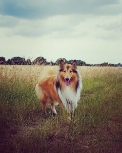 Despite their ancient past, these dogs are poorly suited for performing guard or protective func ...