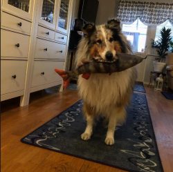 When it comes to helping humans, collies are second to none. In modern society, the help of an a ...