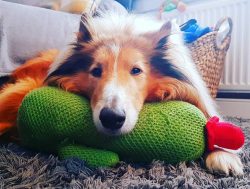 Collies create a deep inner connection with their loved one, or people, if it is a family, and a ...