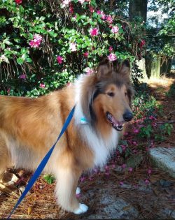 They are playful, enjoy walks, and need physical and mental activity. They get along well with o ...