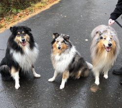 Long, thick coats require brushing once a week, although sometimes it is best to brush them twic ...