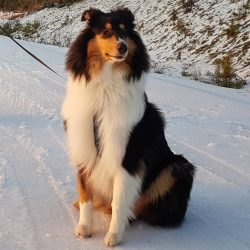 Collies are quite sensitive to the sun, but they rarely overheat, their fur acts as a reliable c ...