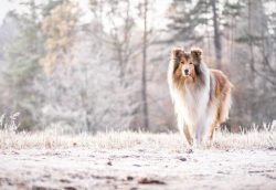 Despite the fact that the breed is considered Scottish, in fact, it was brought from Iceland alm ...