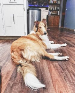 Collies are the most trained dogs, they quickly grasp information, execute any commands. They ar ...