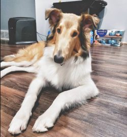 Collie is on the list of the smartest dogs, she has a very sensitive hearing – the pet can ...