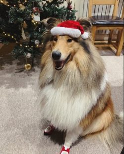 The British longevity record was set by the collie, nicknamed Teffi – she lived for almost ...