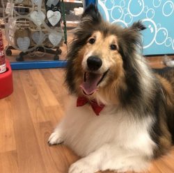 If you can afford to keep two or more collies, great. If not, your family will be the collie pack. 