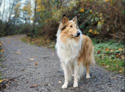 Collie is a real sportswoman. She needs a lot of exercises to keep fit. Running and playing, of  ...