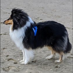 Collie is the personification of canine beauty and charm. Animals are a symbol of friendship bet ...