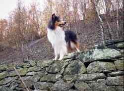Although these dogs do not have fighting qualities, they will no less selflessly rush to protect ...