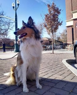 Pets form a deep inner bond with their family and are hard-pressed to be separated from their ow ...