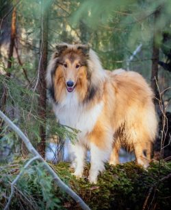 Collies have a good memory and quickly learn commands. If they are not introduced to cats in chi ...