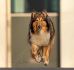 When agitated, collies can bark a lot and loudly. They do not like loud sounds, they can behave  ...