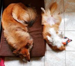 Due to their beauty and charisma, collies are often invited to appear in films, TV series, and c ...