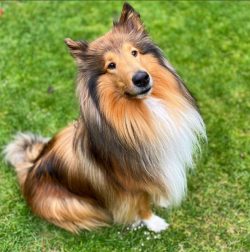 The lack of aggression in the breed is explained by the fact that on the British Isles, shepherd ...