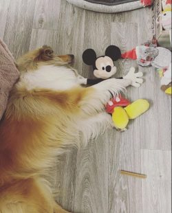 If there is no one to greet you from work, collies will enjoy your arrival every day, as the bes ...