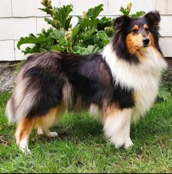 Easy to learn commands thanks to curiosity and a sharp mind. They are unpretentious in care and  ...