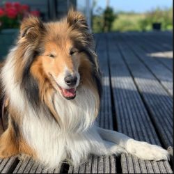 In the apartment, the four-legged will feel uncomfortable. Lack of fresh air can negatively affe ...