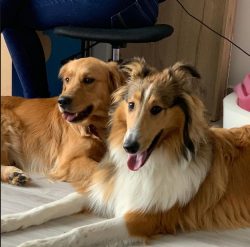 Providing insufficient entertainment and open space for animals can lead to health problems. 