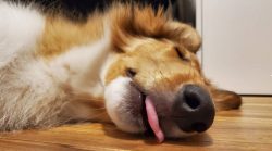 Without proper education, dogs can become uncontrollable: disobey, run away on walks. 