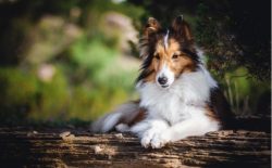 With proper education, a collie can grow into a real treasure. You will have not only a new fami ...